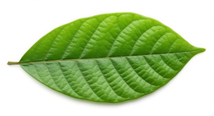 Isolated Green Leaf Close Up Fresh Bright Single on White Background