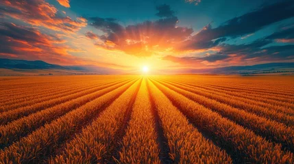 Selbstklebende Fototapeten Sunset over golden wheat field, rural landscape © mlangsen