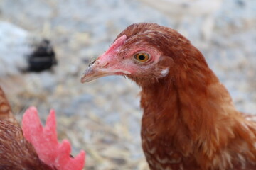 Chicken farm, poultry farm, birds walking in the yard. Free range of birds.