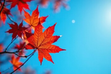 Maple leaves isolated against a blue sky background, leaf, blue sky