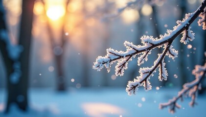 Frosty morning with snowflakes gently falling, frosty wood, , frosty tree branch