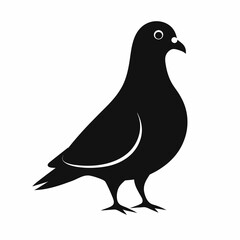 vector illustration of a pigeon