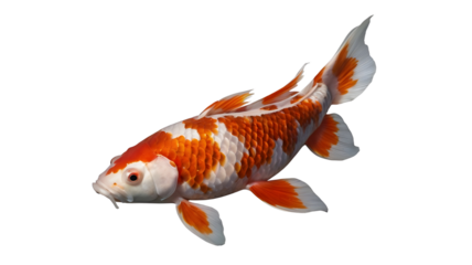 vibrant koi fish isolated on white,  transparent background png