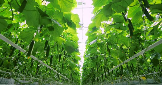 Rows of growing fresh organic cucumbers in eco greenhouse. Natural ripe vegetables ready to harvest, modern agricultural farm production, hydroponic growth in food industry