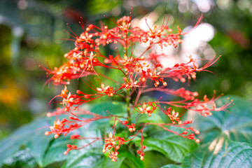 Clerodendrum paniculatum red flower surrounded by greenery. Tropical plants.