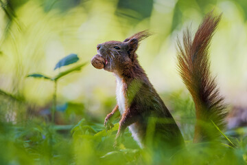 The Eurasian red squirrel (Sciurus vulgaris) in its natural habitat in the forest.