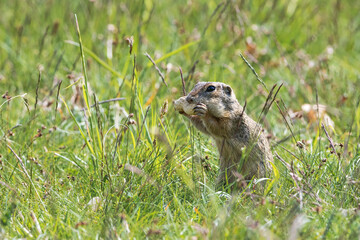 The ground squirrel is a European representative of the ground squirrel. Groundhog eating hazelnuts and posing. Syslí louka near Mladá Boleslav.