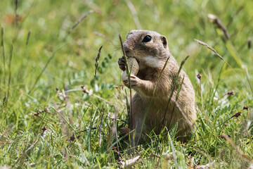 The ground squirrel is a European representative of the ground squirrel. Groundhog eating hazelnuts and posing. Syslí louka near Mladá Boleslav.