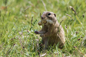 The ground squirrel is a European representative of the ground squirrel. Groundhog eating hazelnuts and posing. Syslí louka near Mladá Boleslav.