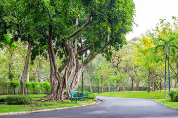 Chatuchak City Park in Bangkok, Thailand. Path and trees with powerful roots.