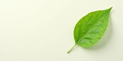 Obraz premium A single vibrant green leaf rests elegantly on a pale background, showcasing its intricate vein structure and healthy, lush appearance.