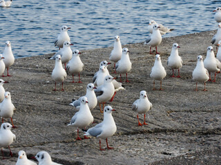 Seagulls close-up by the sea against the background of a blue clear sky. Concept of rest, trip, relaxation, vacation