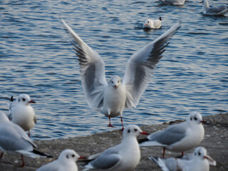 Seagulls close-up by the sea against the background of a blue clear sky. Concept of rest, trip, relaxation, vacation