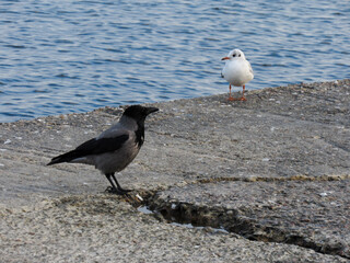 Seagull and crow close-up by the sea against the background of a blue clear sky. Concept of rest, trip, relaxation, vacation
