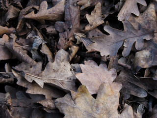Withered autumn foliage in the park close-up. Concept of a walk, street nature, seasonality