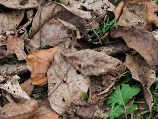 Withered autumn foliage in the park close-up. Concept of a walk, street nature, seasonality