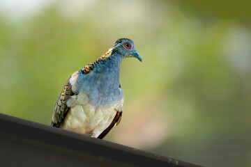 Geopelia humeralis