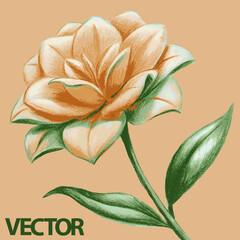 Vector illustration of a lily flower in soft pastel colors. Elegant and delicate design, ideal for decoration