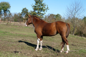 Obraz premium Horses graze in the field. Agriculture. Caring for horses.