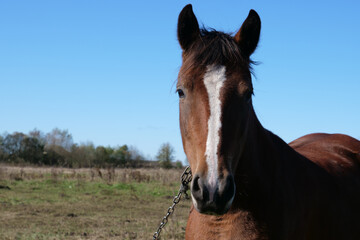 Obraz premium Horses graze in the field. Agriculture. Caring for horses.