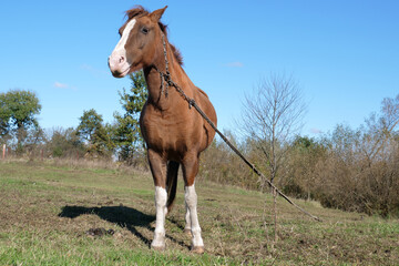 Horses graze in the field. Agriculture. Caring for horses.