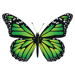 Vector Butterfly with wide wings and charming green color. Colorful Moth with a colorful pattern. Abstract wings. Exotic decor from moths. Elegant flying insect