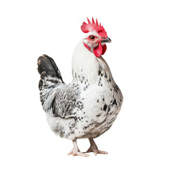Fototapeta premium a chicken with a red comb standing on a white surface
