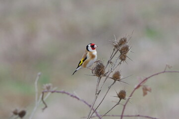 Goldfinch on a branch. Carduelis carduells