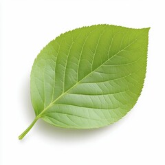 Obraz premium Closeup Bright Green Leaf Isolated On White Background