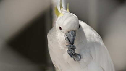 White Cockatoo Eating – Intelligent Parrot with Yellow Crest