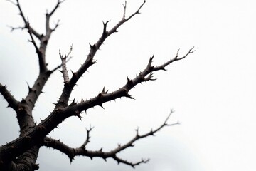 Fototapeta premium Sharp thorns on gnarled branches, high contrast, stark white backdrop , organic, woody