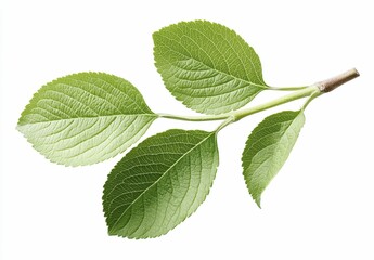 Fototapeta premium Green Leaves Branch Isolated On White