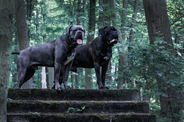Dwa psy Cane Corso na starych schodach w lesie – czujność i siła rasy stróżującej. Majestatyczne sylwetki tych potężnych psów wyróżniają się na tle gęstych drzew, podkreślając ich instynkt obronny.