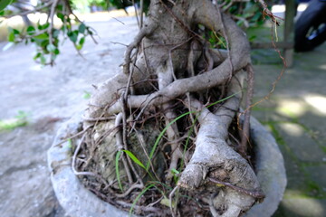 Intricate Bonsai Tree Roots in a Stone Pot - Close-Up Nature Photography