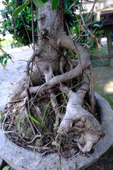Intricate Bonsai Tree Roots in a Stone Pot - Nature's Artistry Captured in Detail