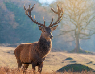 Fototapeta premium Portrait of majestic red deer stag 