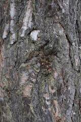 Natural structure of pine bark in the wild.
