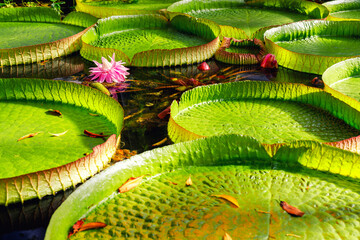 Close-up Victora Regia Amazonica giant water lily pads glow green yellow petals rippling lake surface. Natural waterlily patterns lush wetland environment exotic tropical serenity in tropical pond