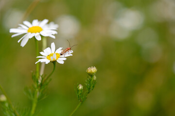 Common red soldier beetle on a flower