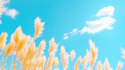 Obraz premium Pampas grass field under blue sky; nature background (2)