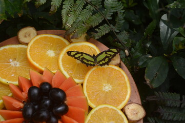 Linda borboleta em folhas e flores na natureza