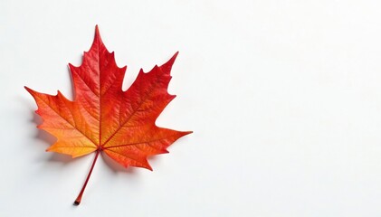 A single maple leaf on a white canvas background, single, branch