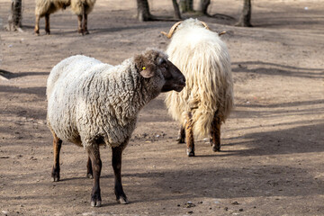 Sheep grazing in a rural setting with dry ground and sparse trees during daylight hours
