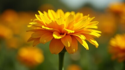 Obraz premium Radiant Calendula Blossom: A Close-Up View of Golden Sunshine in Full Bloom