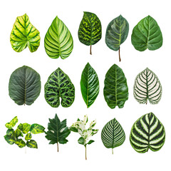 a collection of different types of leaves