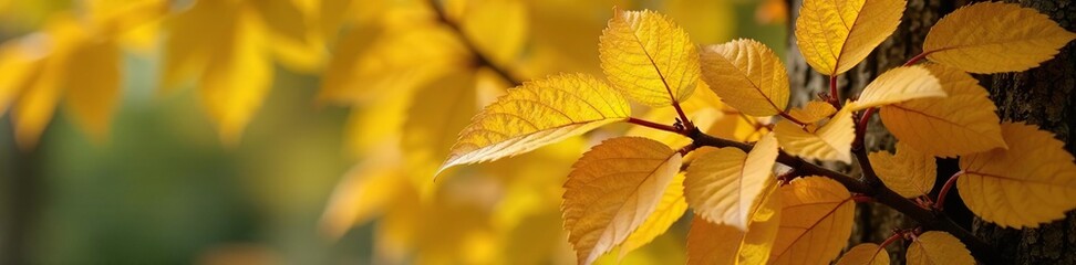 Rich yellow and white mulberry foliage on a tree trunk, nature, rich, autumn foliage