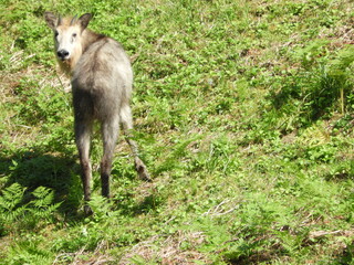 Obraz premium ニホンカモシカ