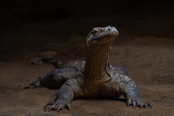 Varaan portret © Frans