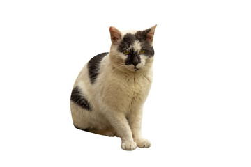 Black and white cat sitting