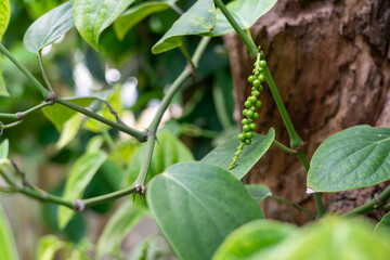 Photo of a bunch of peppers on a pepper tree